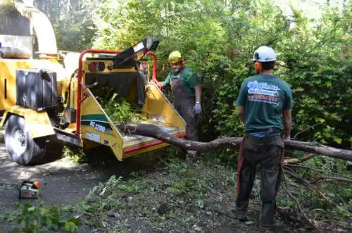 tree services Johnson Village